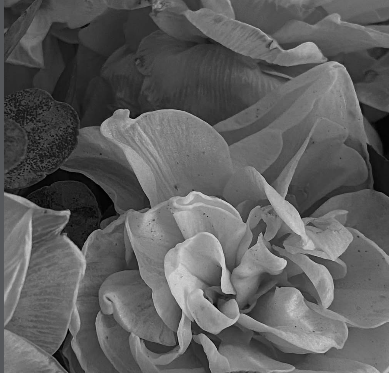 Reference image 1