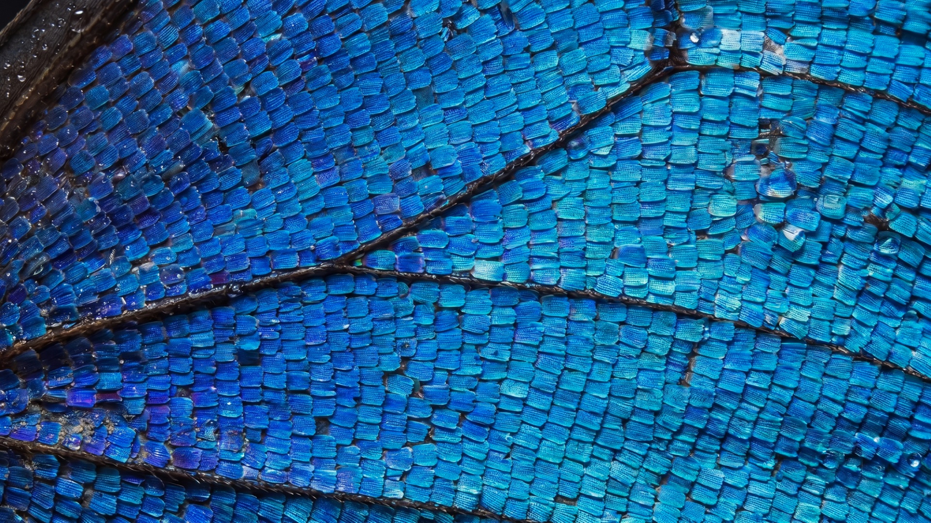 Locked camera. No camera movement. No shake. No zoom. Extreme macro of butterfly wing texture. St...
