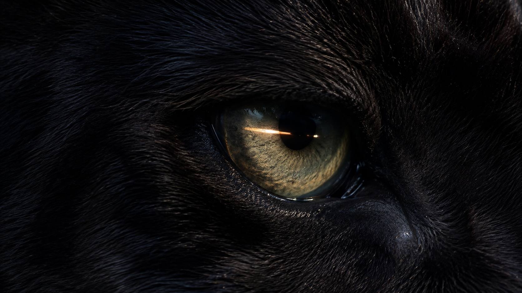 Reference image