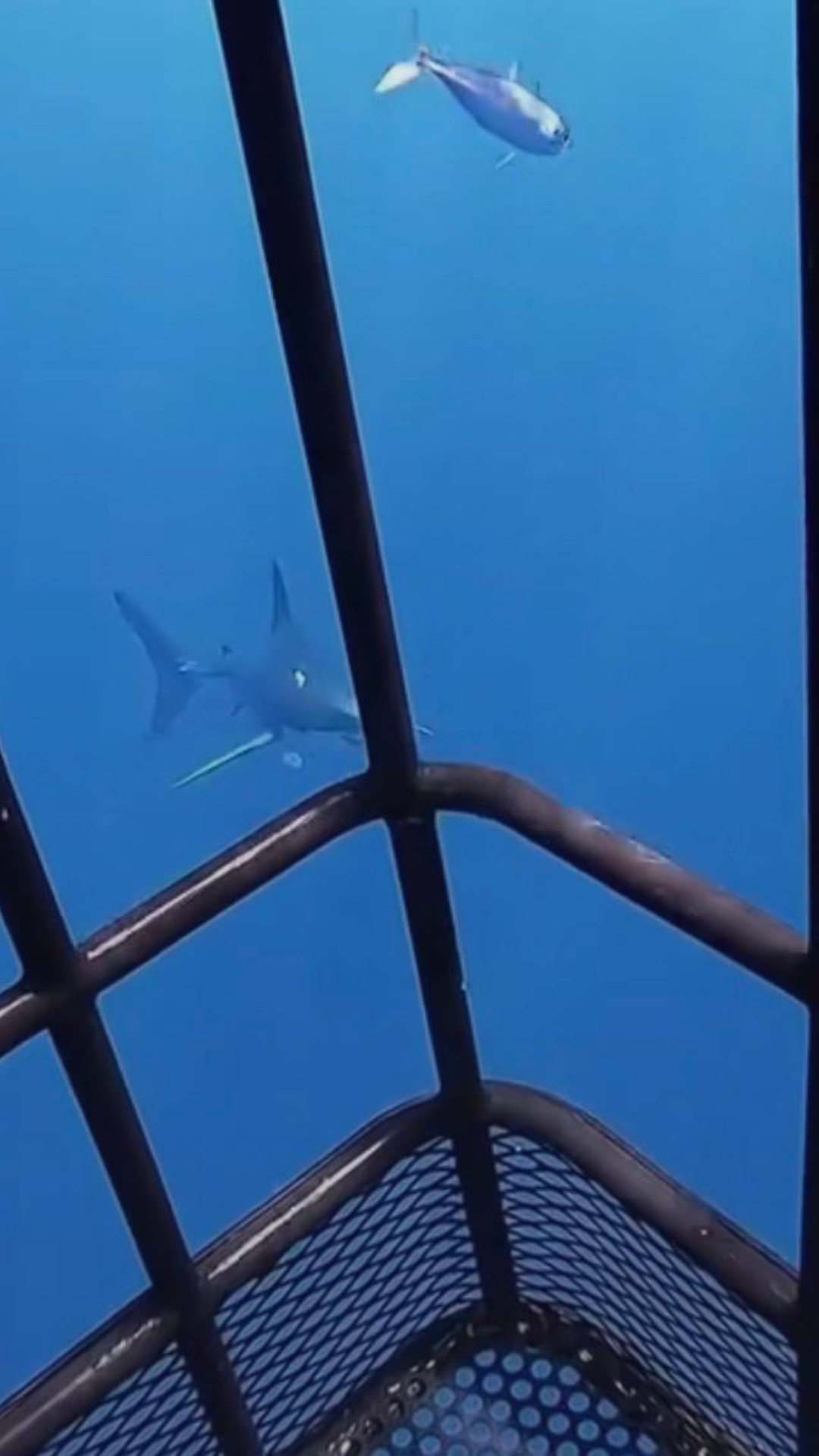 First-person POV (FPV) from inside a underwater metal shark cage. Crystal clear turquoise ocean w...