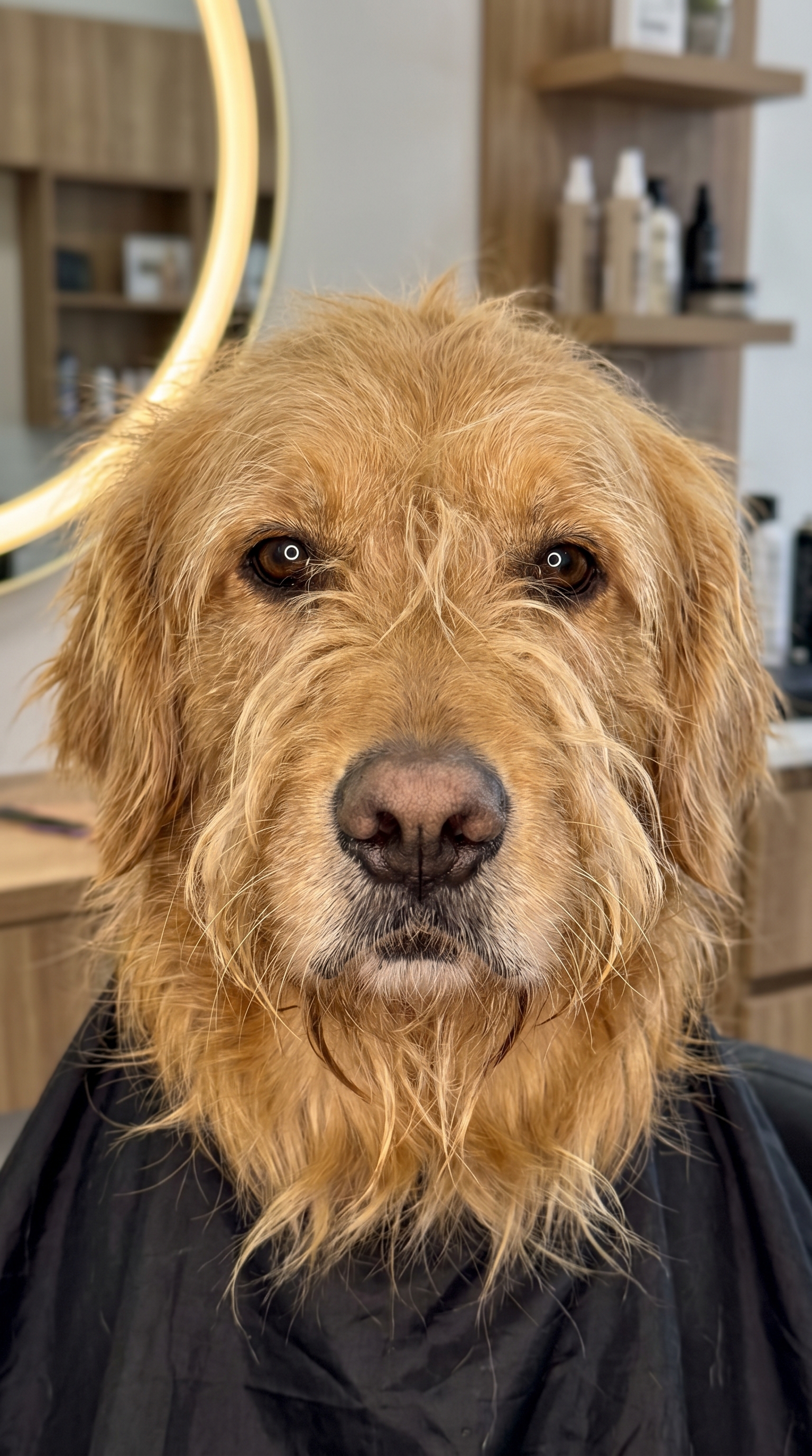 Opening: tight close-up of golden retriever, black cape (@image1), overgrown messy fur on head an...