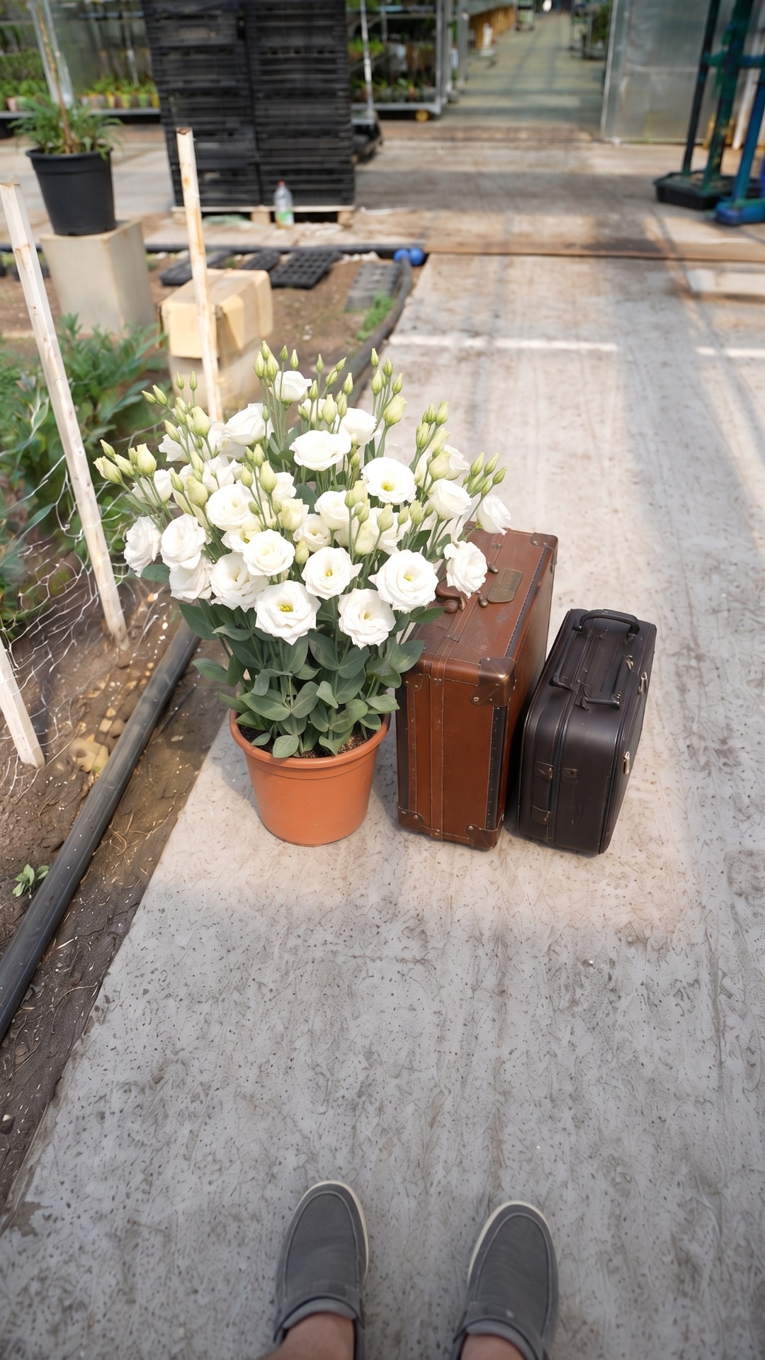 First-person view inside a greenhouse. A potted lisianthus flower stands beside two suitcases on ...