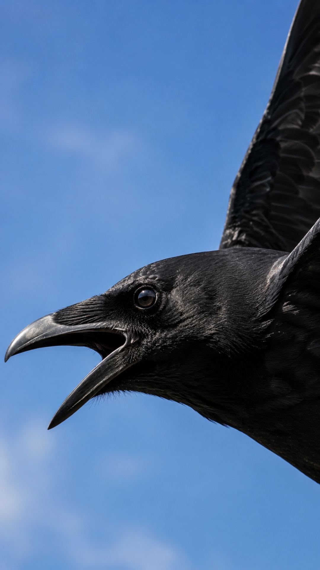 Extreme close-up of a crow flying high in a bright blue sky. The camera is focused on the crow's ...