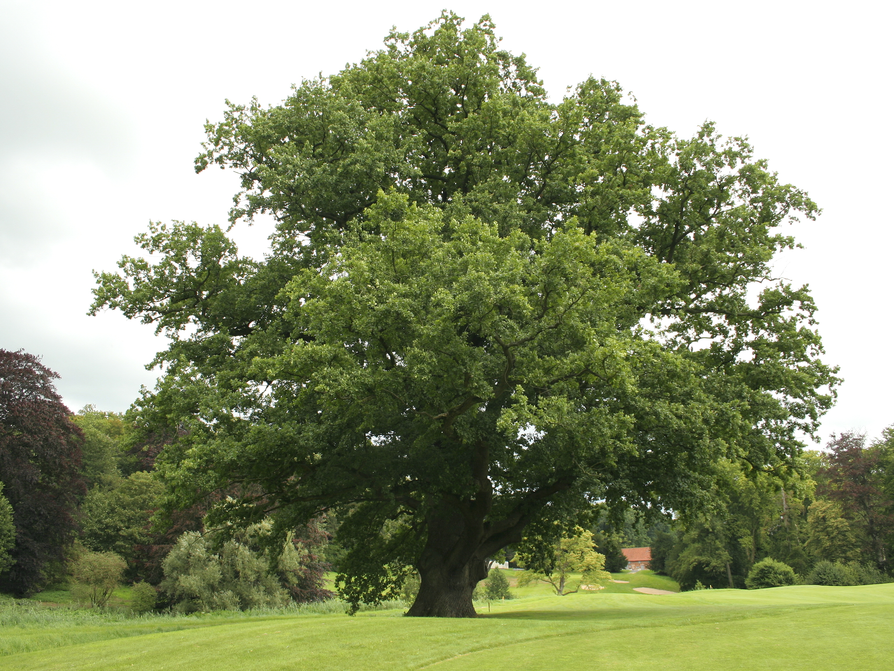Reference image 1