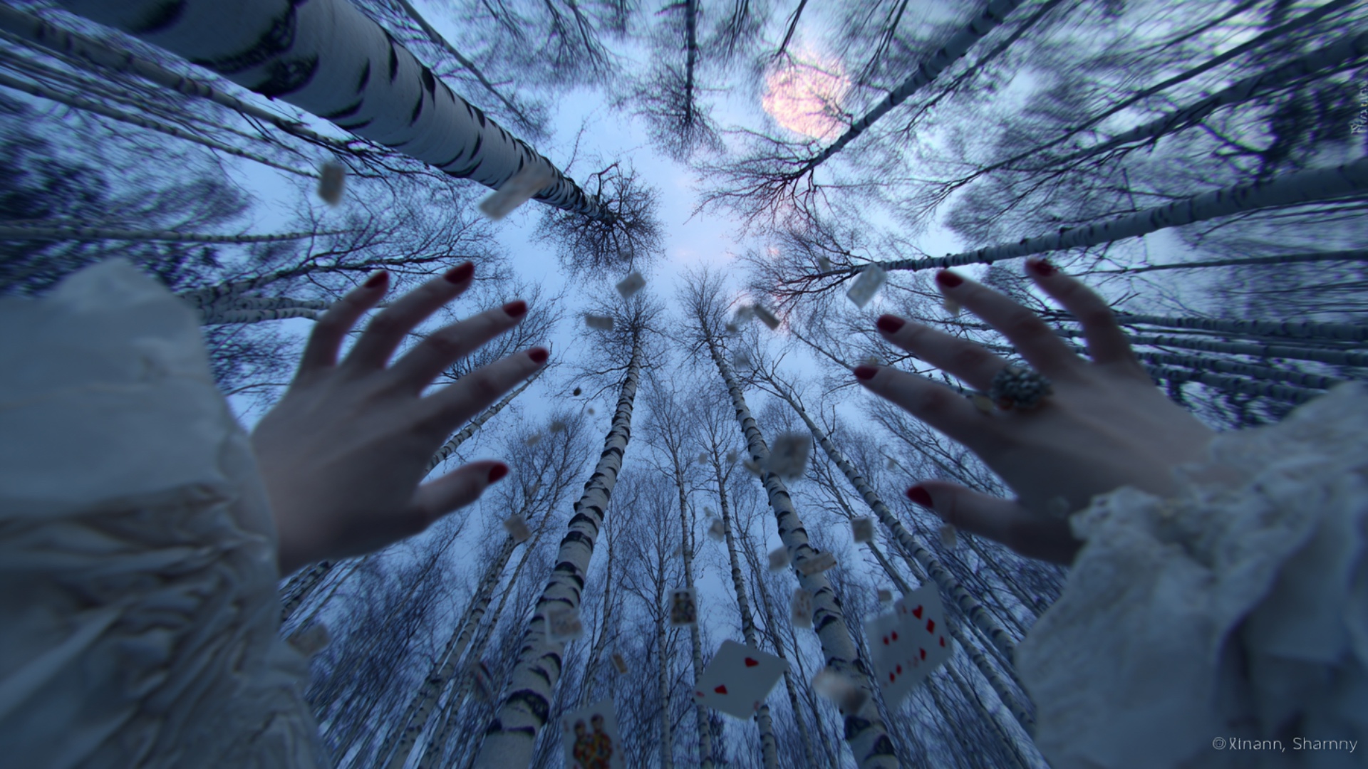 Fast falling POV in a birch forest, KEEP THE SAME CAMERA ANGLE (looking straight up), no camera o...