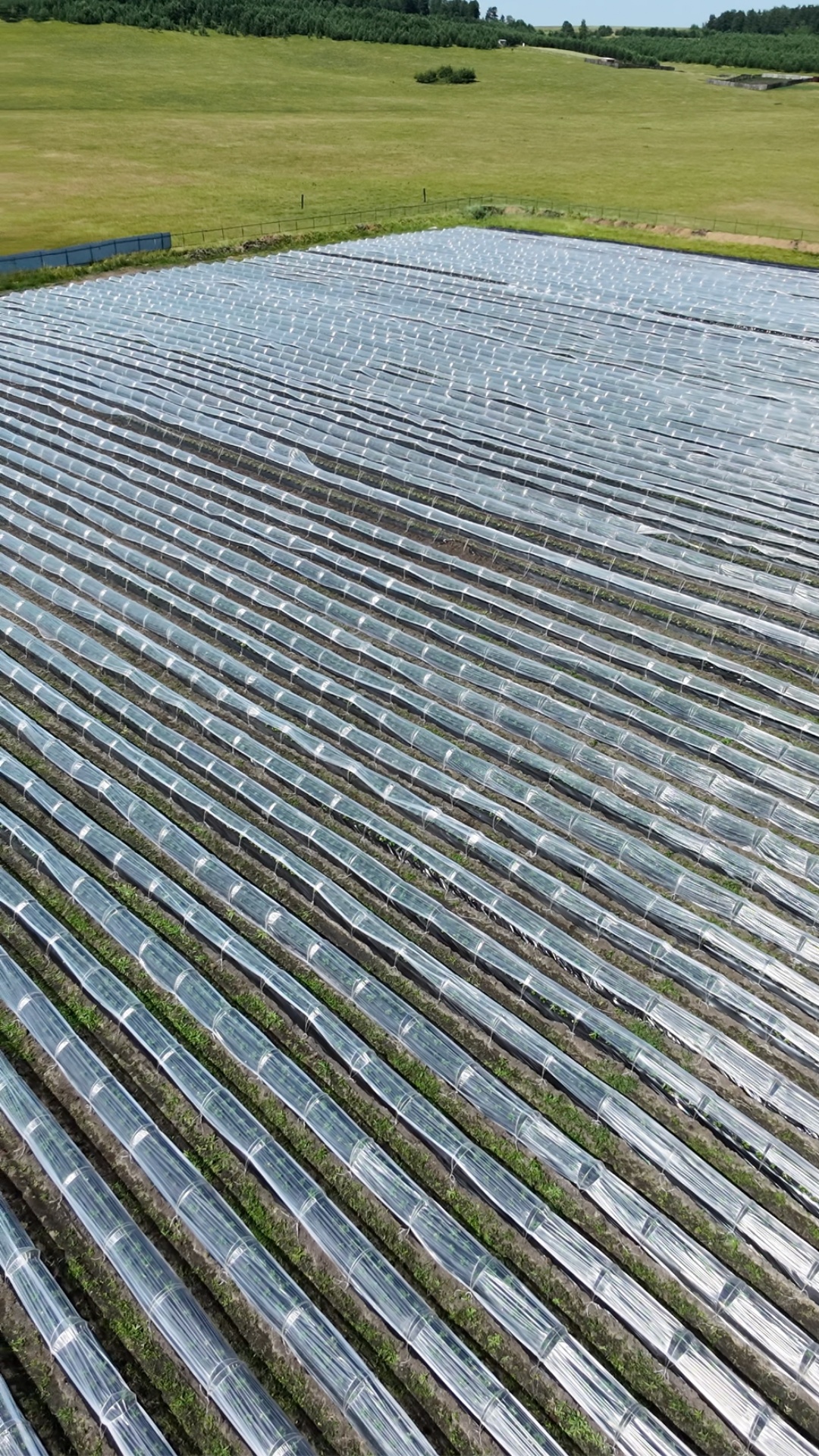 Realistic aerial view of agricultural fields covered with transparent plastic tunnels. A tall met...