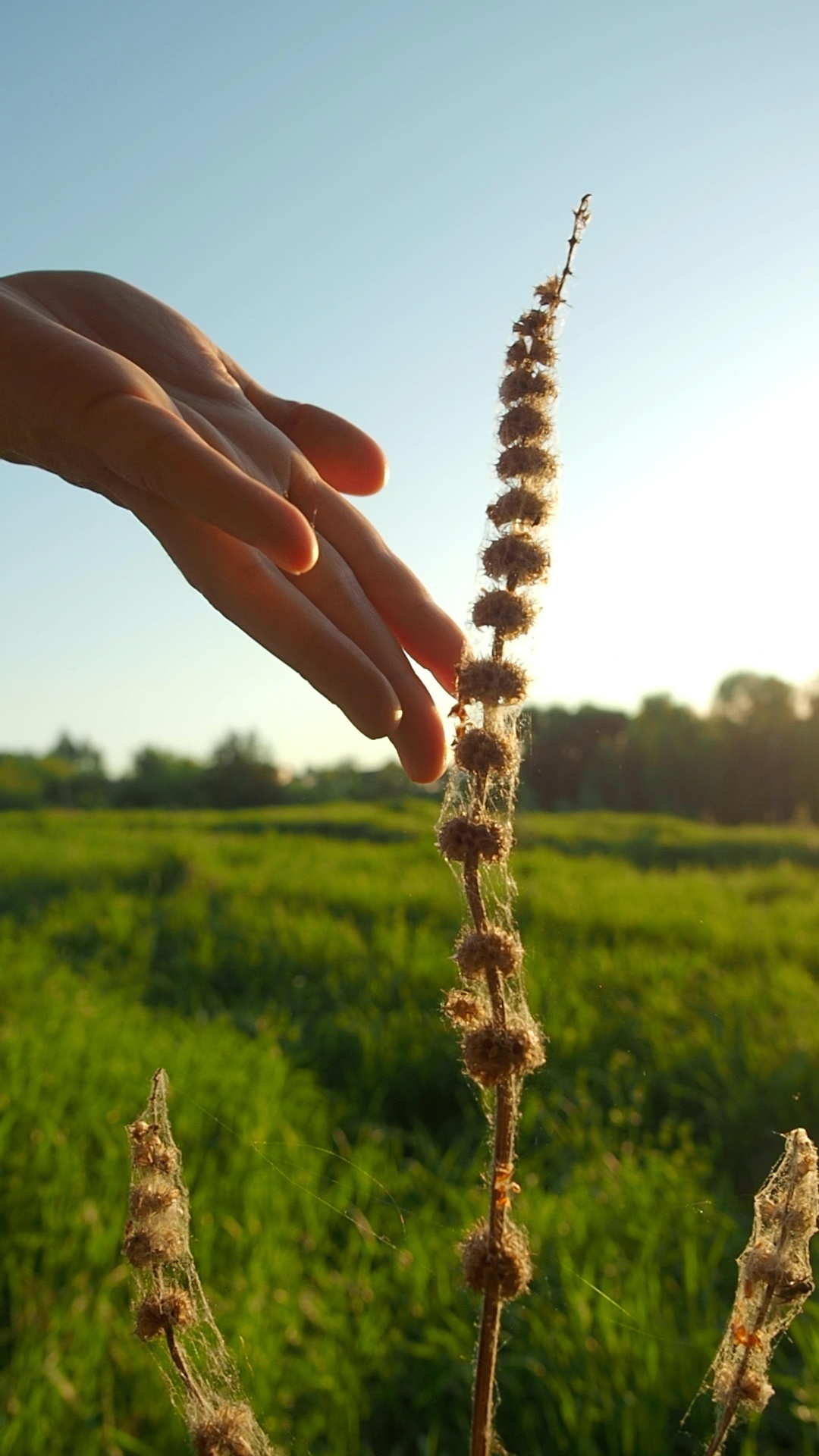 A close-up cinematic shot. The hand slowly glides upward along the dry plant stem. As the fingers...