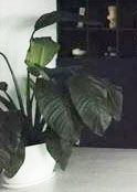 Reference image 1