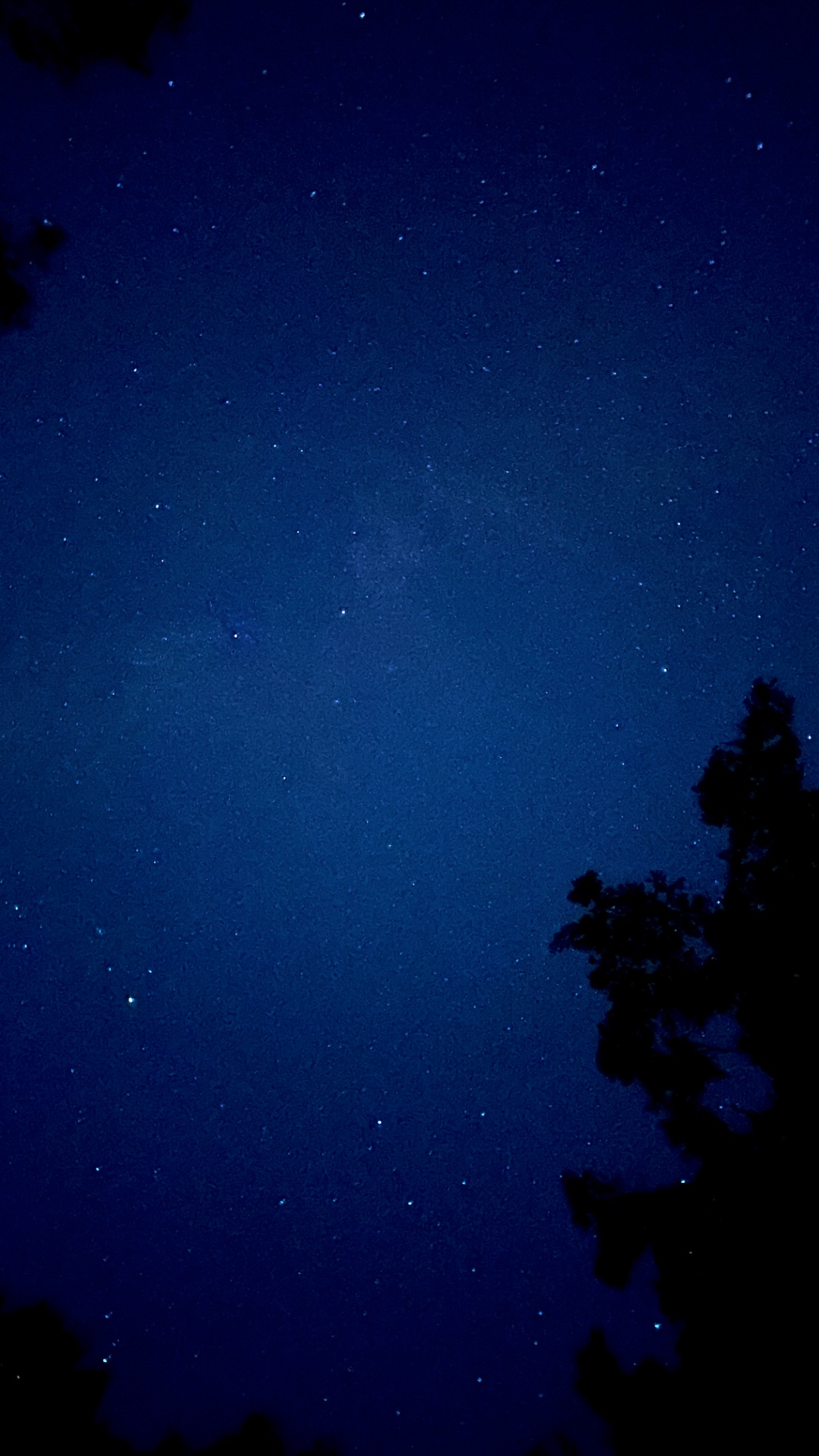First-person POV, as if seen through the eyes of a person lying on the ground in a quiet pine for...