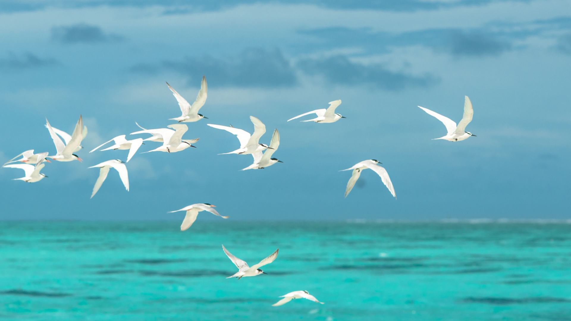 Make the flock of seagulls fly