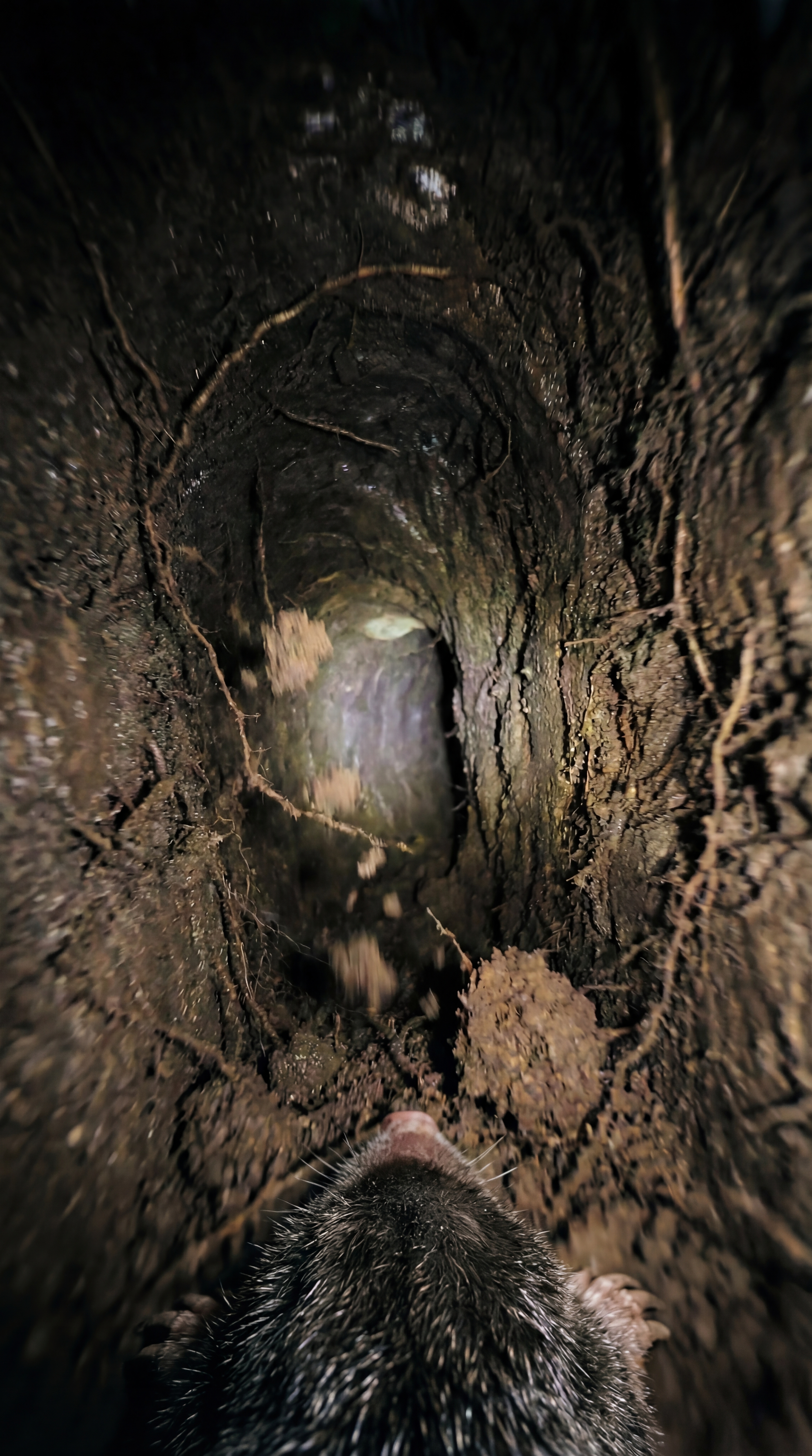Reference image 1