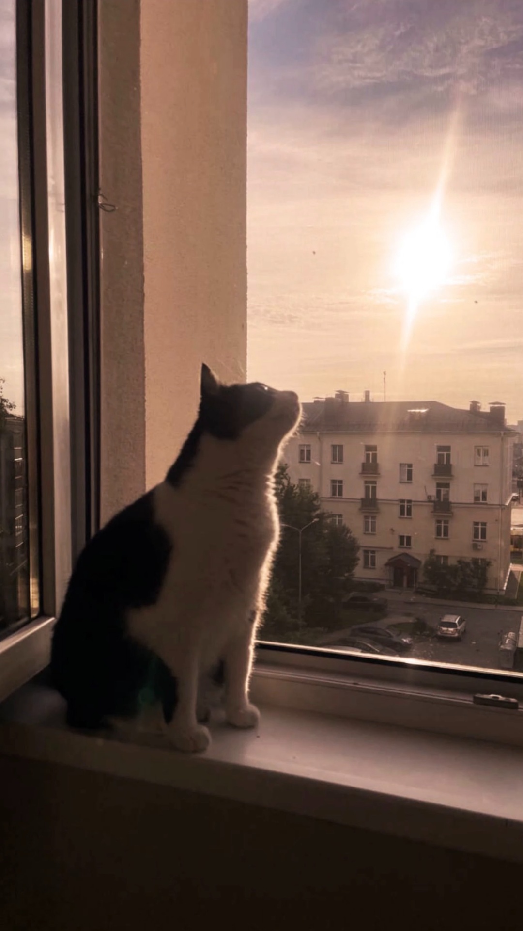 Формат видео 9:16. Котик смотрит на солнце, хвост колышется, поом пытается достать солнышко лапкой