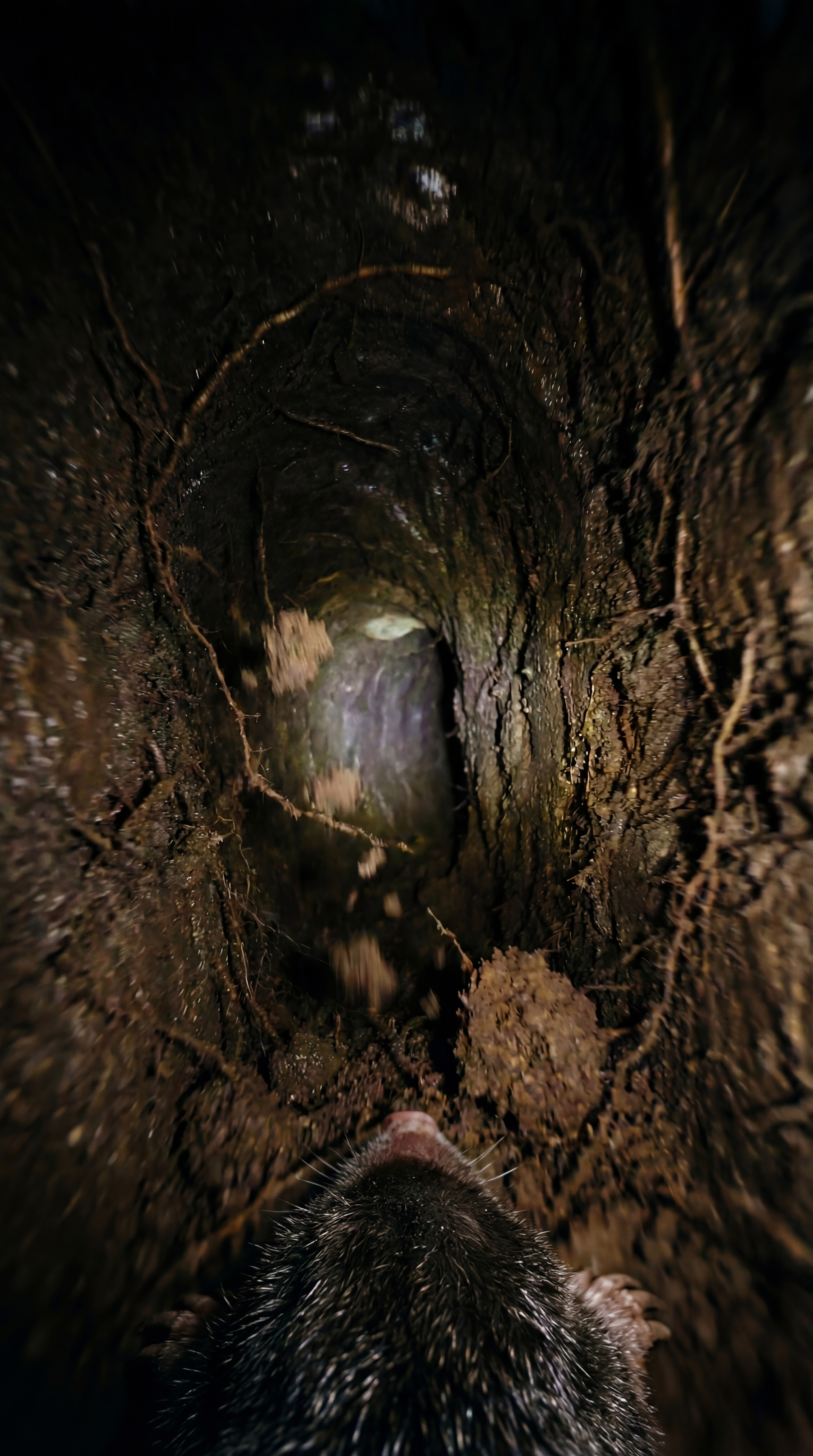 Reference image 1
