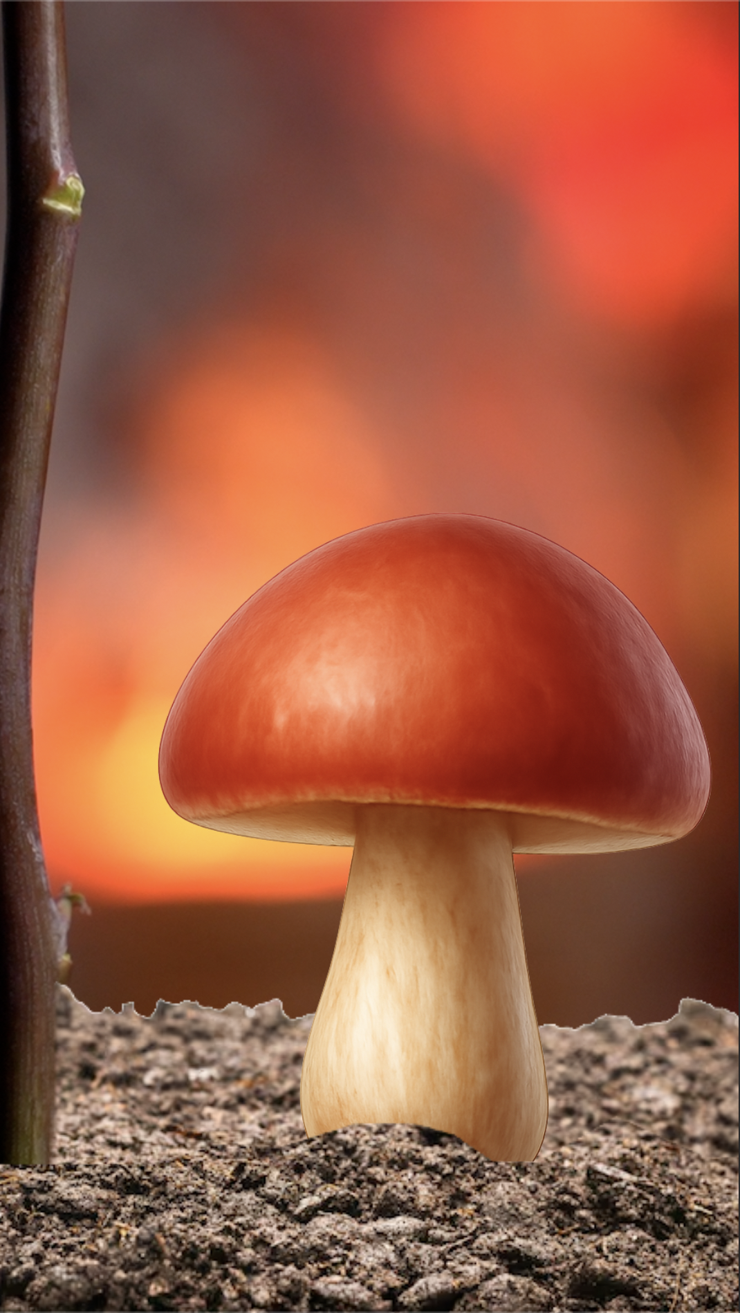 Reference image 1